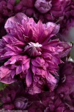 Purpurea Plena Elegans Clematis - 1 Gallon Pot -Cheap US Topiary Plant Store clematis viticella purpurea plena elegans 8