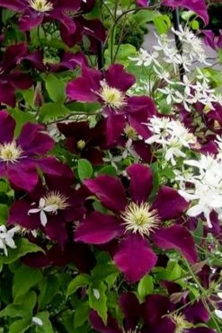 Warsaw Nike Clematis - 1 Gallon Pot -Cheap US Topiary Plant Store clematis warsaw nike 11