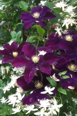 Warsaw Nike Clematis - 1 Gallon Pot -Cheap US Topiary Plant Store clematis warsaw nike 12
