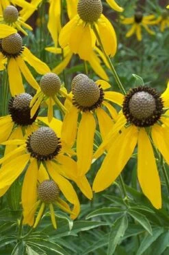 Grey Headed Coneflower (Ratibida Pinnata) - 1 Gallon Pot -Cheap US Topiary Plant Store coneflower grey headed 500x750 1