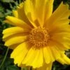 Lanceleaf Coreopsis (Tickseed) - 6 Pack Of 1 Gallon Pots