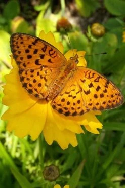 Lanceleaf Coreopsis (Tickseed) - 6 Pack Of 1 Gallon Pots -Cheap US Topiary Plant Store coreopsis lanceolata 18