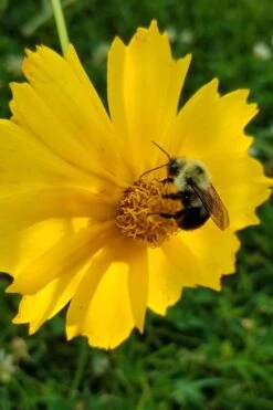 Lanceleaf Coreopsis (Tickseed) - 6 Pack Of 1 Gallon Pots -Cheap US Topiary Plant Store coreopsis lanceolata 19