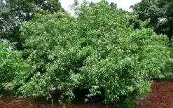 Silky Dogwood (Cornus Amonium) - 3 Gallon Pot 12 Silky Dogwood (Cornus Amonium) - 3 Gallon Pot -Cheap US Topiary Plant Store cornus amonium silky dogwood 10