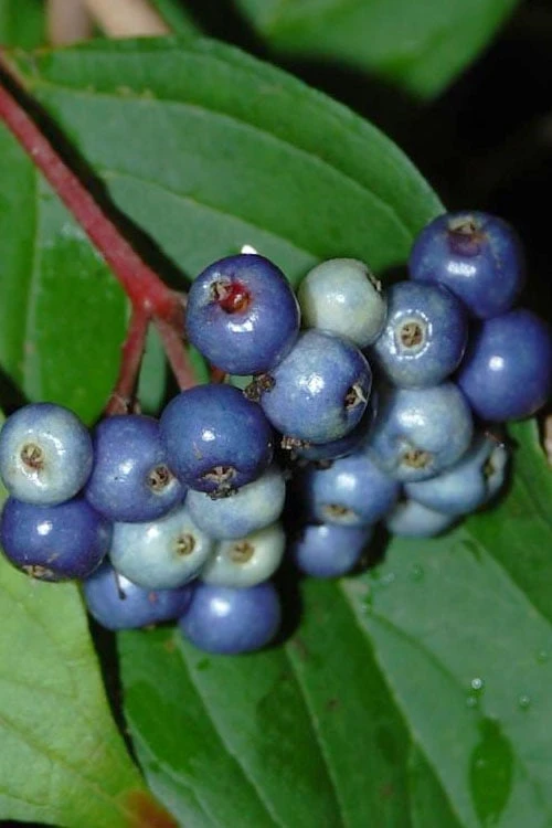 Silky Dogwood (Cornus Amonium) - 3 Gallon Pot 6 Silky Dogwood (Cornus Amonium) - 3 Gallon Pot - Image 6