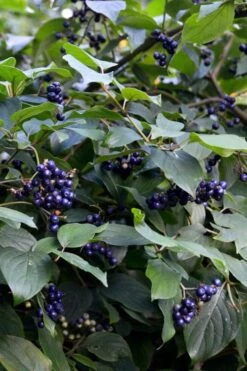 Silky Dogwood (Cornus Amonium) - 3 Gallon Pot 13 Silky Dogwood (Cornus Amonium) - 3 Gallon Pot -Cheap US Topiary Plant Store cornus amonium silky dogwood berries 2