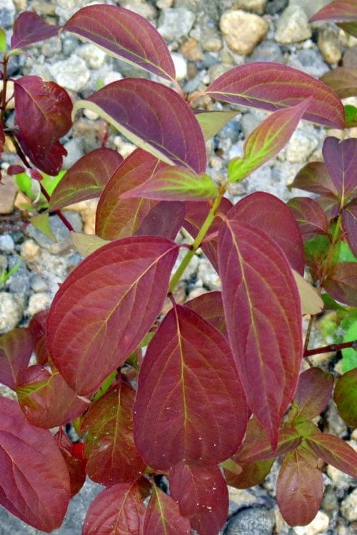 Silky Dogwood (Cornus Amonium) - 3 Gallon Pot 7 Silky Dogwood (Cornus Amonium) - 3 Gallon Pot - Image 7