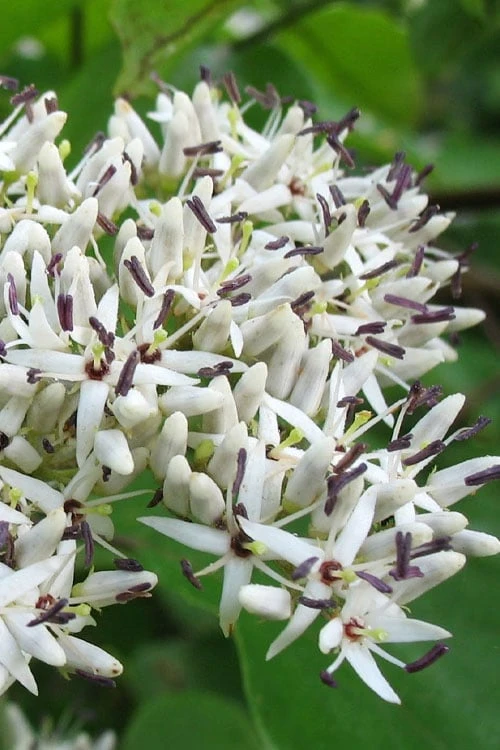 Silky Dogwood (Cornus Amonium) - 3 Gallon Pot 1 Silky Dogwood (Cornus Amonium) - 3 Gallon Pot