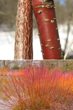 Silky Dogwood (Cornus Amonium) - 3 Gallon Pot 17 Silky Dogwood (Cornus Amonium) - 3 Gallon Pot -Cheap US Topiary Plant Store cornus amonium silky dogwood stems 1