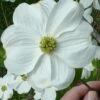 Appalachian Joy Dogwood - 7 Gallon Pot (3-4')