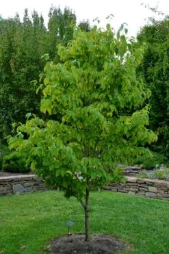 Appalachian Joy Dogwood - 7 Gallon Pot (3-4') -Cheap US Topiary Plant Store cornus florida appalachian joy white flowering dogwood 2