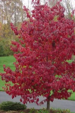 Appalachian Joy Dogwood - 7 Gallon Pot (3-4') -Cheap US Topiary Plant Store cornus florida appalachian joy white flowering dogwood 3