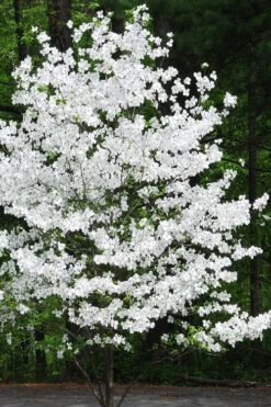 Appalachian Joy Dogwood - 7 Gallon Pot (3-4') -Cheap US Topiary Plant Store cornus florida appalachian joy white flowering dogwood 4