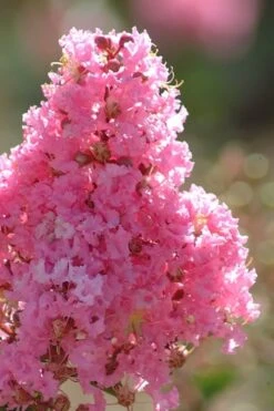 Sioux Pink Crape Myrtle Tree (Single Trunk) - 5 Gallon Pot -Cheap US Topiary Plant Store crape myrtle sioux pink 52