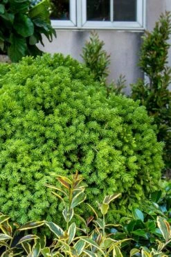 Dragon Prince Cryptomeria - 1 Gallon Pot -Cheap US Topiary Plant Store cryptomeria dragon prince dwarf japanese cedar 1 1