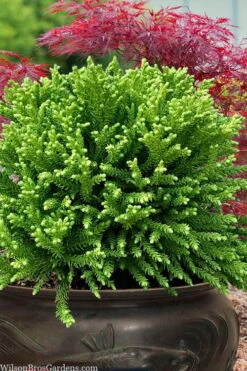 Dragon Prince Cryptomeria - 3 Gallon Pot 10 Dragon Prince Cryptomeria - 3 Gallon Pot -Cheap US Topiary Plant Store cryptomeria dragon prince dwarf japanese cedar 4 2