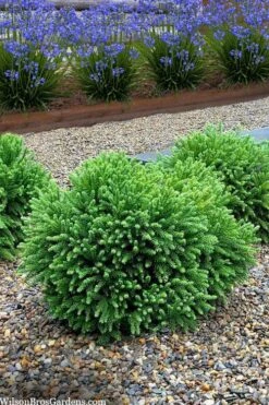 Dragon Prince Cryptomeria - 3 Gallon Pot 9 Dragon Prince Cryptomeria - 3 Gallon Pot -Cheap US Topiary Plant Store cryptomeria dragon prince dwarf japanese cedar 5 2
