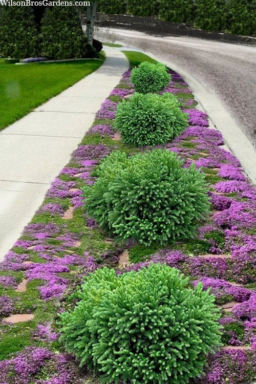 Dragon Prince Cryptomeria - 2 Gallon Pot 1 Dragon Prince Cryptomeria - 2 Gallon Pot