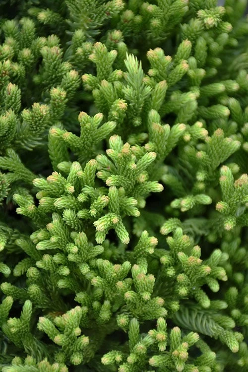 Dragon Warrior Cryptomeria - 3 Gallon Pot 4 Dragon Warrior Cryptomeria - 3 Gallon Pot - Image 4