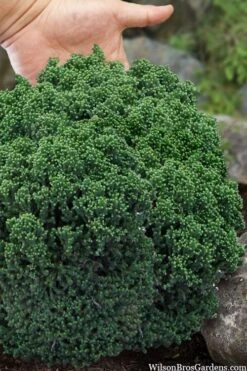 Dragon Warrior Cryptomeria - 3 Gallon Pot 9 Dragon Warrior Cryptomeria - 3 Gallon Pot -Cheap US Topiary Plant Store cryptomeria dragon warrior japanese cedar 4