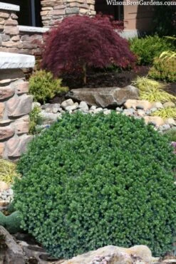 Vilmorin's Dwarf Cryptomeria (Japanese Cedar) - 1 Gallon Pot -Cheap US Topiary Plant Store cryptomeria japonica vilmoriana dwarf japanese cedar 11