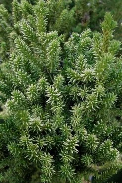 Vilmorin's Dwarf Cryptomeria (Japanese Cedar) - 1 Gallon Pot -Cheap US Topiary Plant Store cryptomeria japonica vilmoriniana dwarf japanese cedar 12
