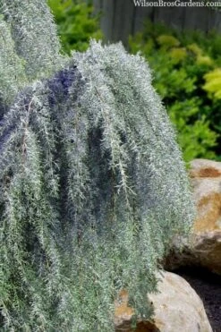 Raywood Weeping Arizona Cypress - 6 Gallon Pot -Cheap US Topiary Plant Store cupressus arizonica raymonds weeping arizona cypress 3