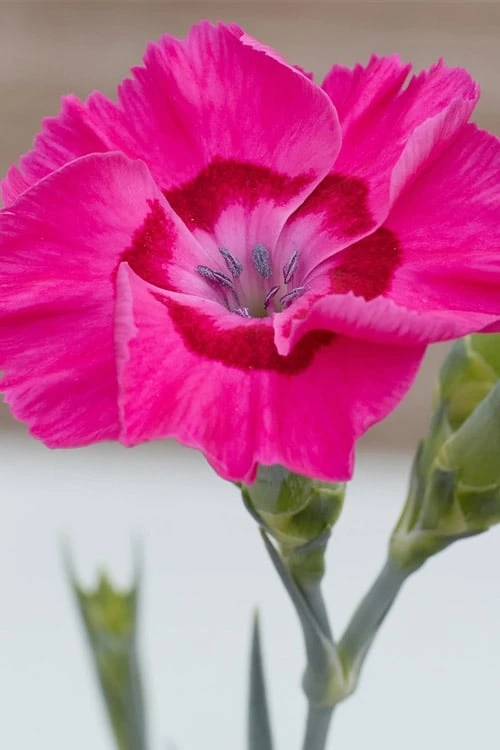 Bumbleberry Pie Dianthus (Carnations) - 1 Gallon Pot 1 Bumbleberry Pie Dianthus (Carnations) - 1 Gallon Pot