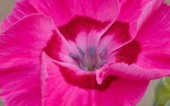 Bumbleberry Pie Dianthus (Carnations) - 1 Gallon Pot 8 Bumbleberry Pie Dianthus (Carnations) - 1 Gallon Pot -Cheap US Topiary Plant Store dianthus bumbleberry pie 800x500 1