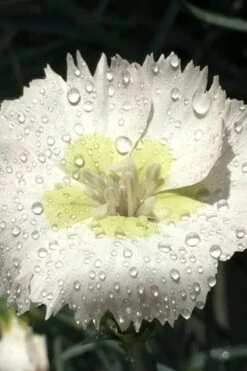 Key Lime Pie Dianthus - 1 Gallon Pot -Cheap US Topiary Plant Store dianthus key lime 2 500x750 1
