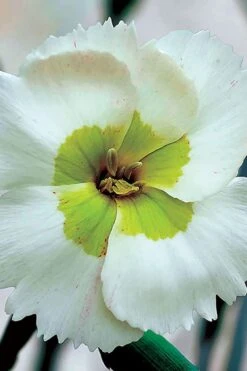 Key Lime Pie Dianthus - 1 Gallon Pot -Cheap US Topiary Plant Store dianthus key lime 500x750 1