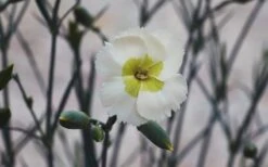 Key Lime Pie Dianthus - 1 Gallon Pot -Cheap US Topiary Plant Store dianthus key lime 800x500 1