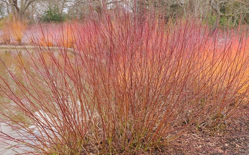 Silky Dogwood (Cornus Amonium) - 3 Gallon Pot 8 Silky Dogwood (Cornus Amonium) - 3 Gallon Pot - Image 8