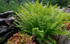 Robust Male Fern (Dryopteris X Complexa) - 6 Pack Of 1 Gallon Pots -Cheap US Topiary Plant Store dryopteris complexa robust male fern 1