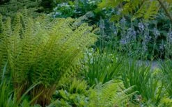 Robust Male Fern (Dryopteris X Complexa) - 6 Pack Of 1 Gallon Pots -Cheap US Topiary Plant Store dryopteris complexa robust male fern 4