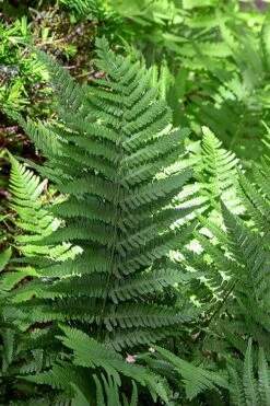 Robust Male Fern (Dryopteris X Complexa) - 6 Pack Of 1 Gallon Pots -Cheap US Topiary Plant Store dryopteris complexa robust male fern 5
