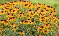 Fiery Meadow Mama Coneflower (Echinacea) - 6 Pack Of 1 Gallon Pots -Cheap US Topiary Plant Store echinacea fiery meadow mama coneflower 2