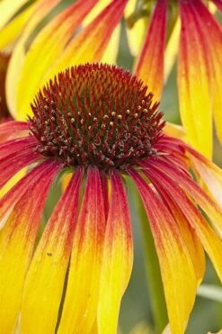 Fiery Meadow Mama Coneflower (Echinacea) - 6 Pack Of 1 Gallon Pots -Cheap US Topiary Plant Store echinacea fiery meadow mama coneflower 3