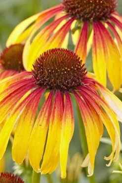 Fiery Meadow Mama Coneflower (Echinacea) - 6 Pack Of 1 Gallon Pots -Cheap US Topiary Plant Store echinacea fiery meadow mama coneflower 4