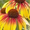Fiery Meadow Mama Coneflower (Echinacea) - 6 Pack Of 1 Gallon Pots