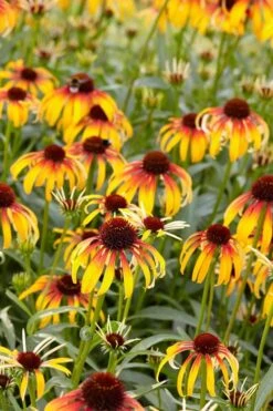 Fiery Meadow Mama Coneflower (Echinacea) - 6 Pack Of 1 Gallon Pots -Cheap US Topiary Plant Store echinacea fiery meadow mama coneflower 6
