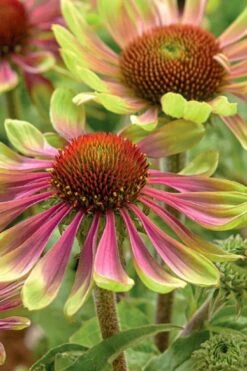 Green Twister Coneflower (Echinacea) - 2.5 Quart Pot -Cheap US Topiary Plant Store echinacea green twister 2