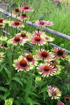 Green Twister Coneflower (Echinacea) - 2.5 Quart Pot -Cheap US Topiary Plant Store echinacea green twister 4