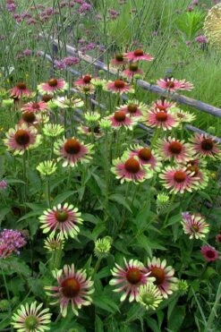 Green Twister Coneflower (Echinacea) - 2.5 Quart Pot -Cheap US Topiary Plant Store echinacea green twister 5