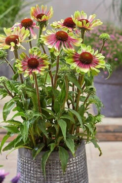 Green Twister Coneflower (Echinacea) - 2.5 Quart Pot -Cheap US Topiary Plant Store echinacea green twister 6