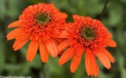 Moab Sunset Coneflower (Echinacea) - 1 Gallon Pot -Cheap US Topiary Plant Store echinacea moab sunset orange coneflower 11