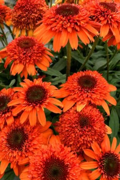 Moab Sunset Coneflower (Echinacea) - 1 Gallon Pot -Cheap US Topiary Plant Store echinacea moab sunset orange coneflower 2