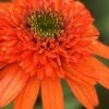 Moab Sunset Coneflower (Echinacea) - 1 Gallon Pot
