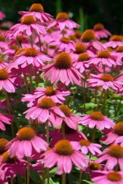 Kim's Knee High Coneflower (Echinacea) - 1 Gallon Pot -Cheap US Topiary Plant Store echinacea purpurea kims knee high coneflower 1
