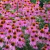 Kim's Knee High Coneflower (Echinacea) - 1 Gallon Pot